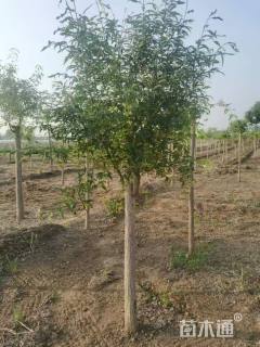 高度300厘米嫁接陕西卫矛