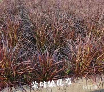 高度40厘米紫叶狼尾草