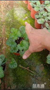 高度10厘米矾根