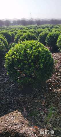 高度100厘米大叶黄杨