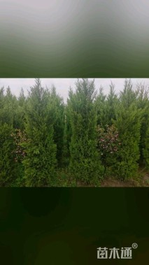 高度250厘米蜀桧