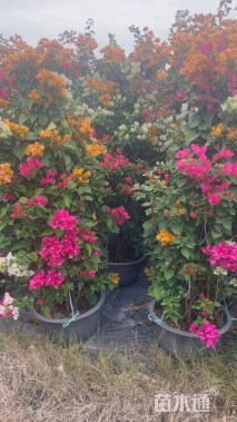 高度150厘米三角梅