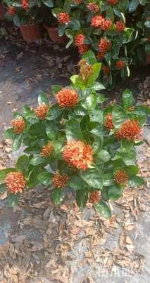 高度38厘米新加坡龙船花