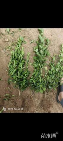 高度35厘米大叶黄杨小苗