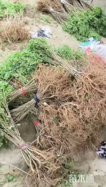 高度200厘米紫穗槐小苗