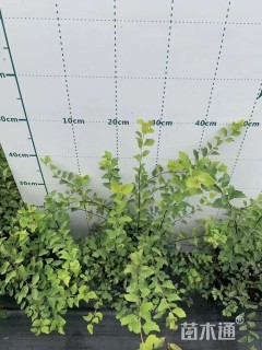 高度80厘米绣线菊