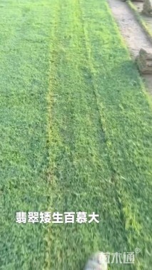 草卷状百慕大草