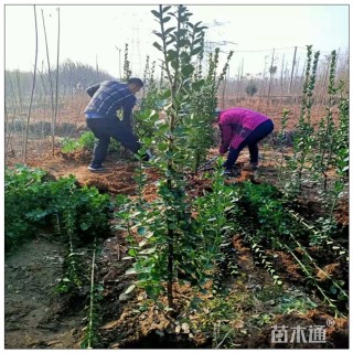 高度80厘米北海道黄杨