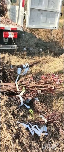 高度30厘米红枫小苗