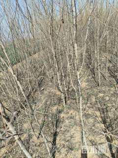 高度250厘米山茱萸