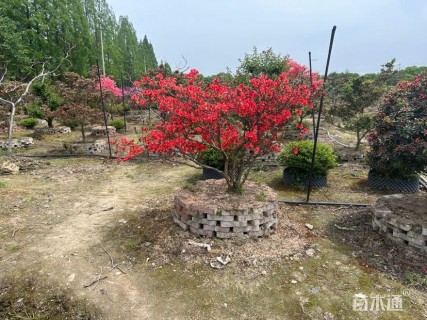 高度200厘米杜鹃