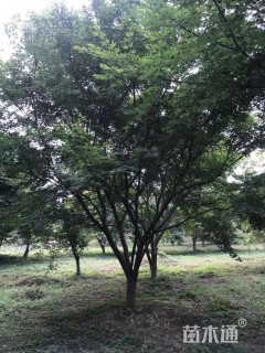 21公分鸡爪槭