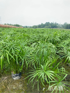 高度80厘米旱伞草