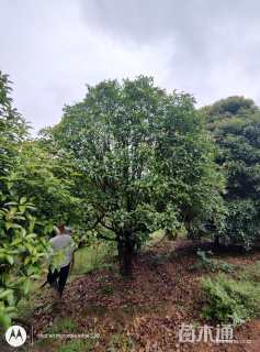 高度550厘米丛生桂花