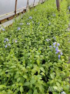 高度30厘米蓝雪花