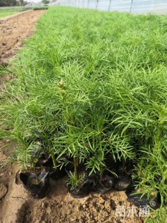 高度15厘米波斯菊