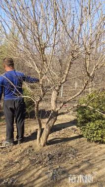 高度300厘米丁香