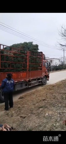 高度180厘米河南桧