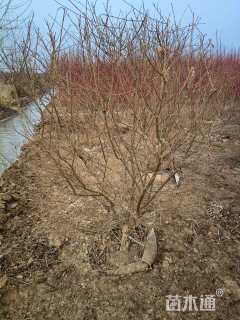 冠幅80厘米金叶榆球