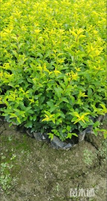 高度20厘米金禾女贞