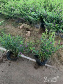 高度30厘米满天星