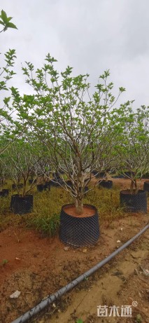 高度200厘米狗牙花