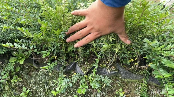 高度40厘米亮绿忍冬