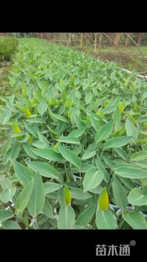 高度50厘米再力花