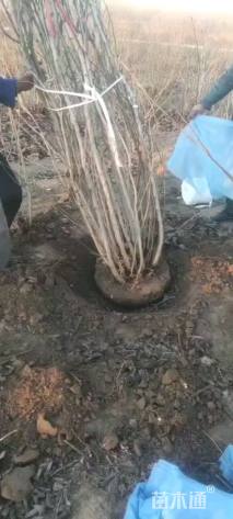 高度100厘米紫荆