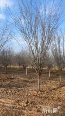 12公分西府海棠