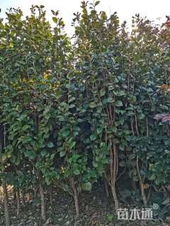 高度180厘米茶花