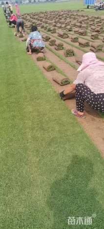 草卷状百慕大草