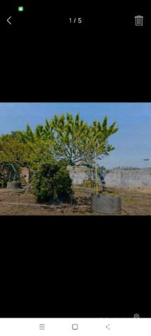 15公分红果冬青