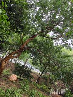 15公分造型紫薇