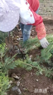 高度100厘米侧柏