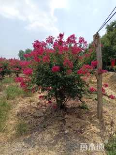 高度200厘米丛生紫薇