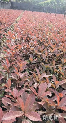 高度20厘米红叶石楠小苗