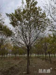 15公分朴树
