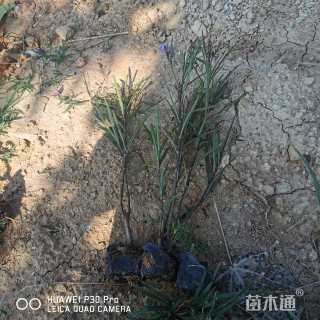 高度25厘米翠芦莉