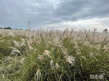 高度15厘米细叶芒