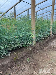 高度45厘米南天竹