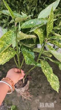 高度40厘米洒金珊瑚