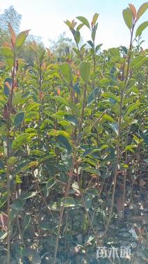 容器苗红叶石楠