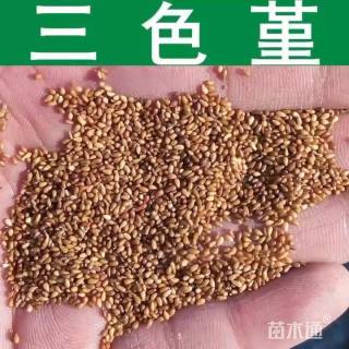三色堇种子