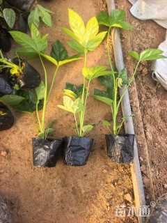 高度20厘米八角金盘