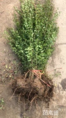 高度50厘米小叶女贞