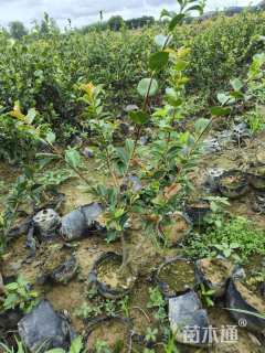 高度40厘米茶梅