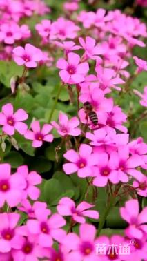 红花酢浆草种球