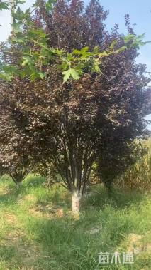 高度600厘米丛生紫叶李