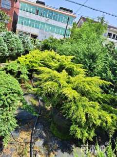 高度80厘米兴安圆柏